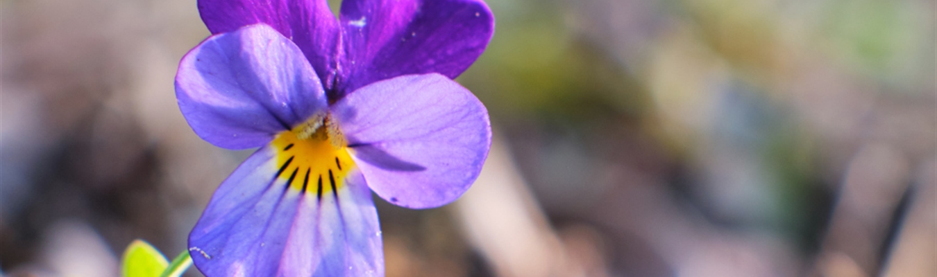 When to use the syslog-ng agent for Windows?