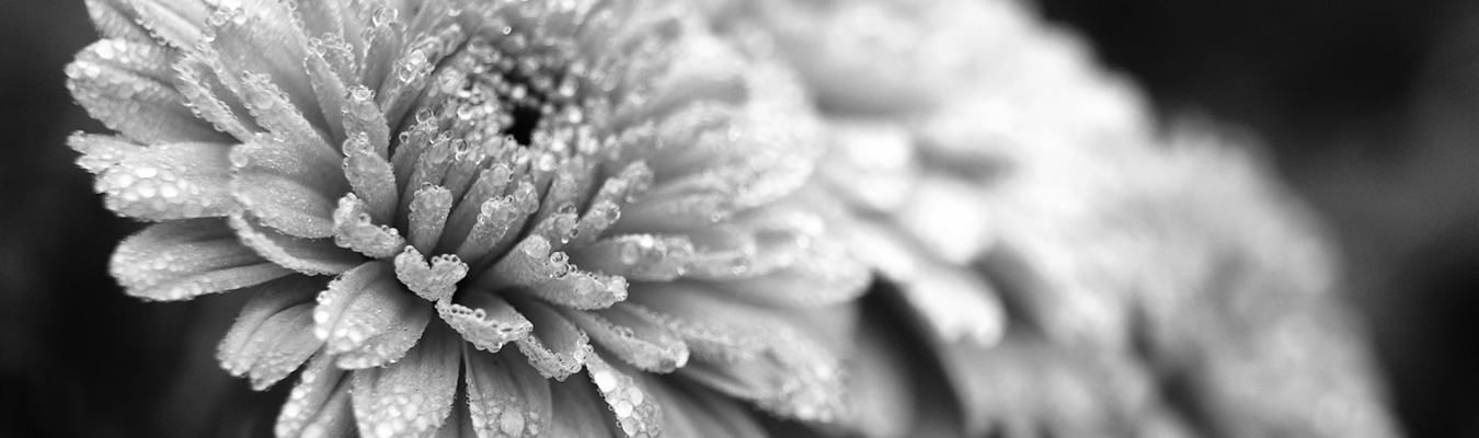 The syslog-ng Insider 2020-10: LaaS; PAN-OS; Security Onion; New Relic;