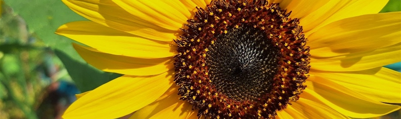 The core values of syslog-ng