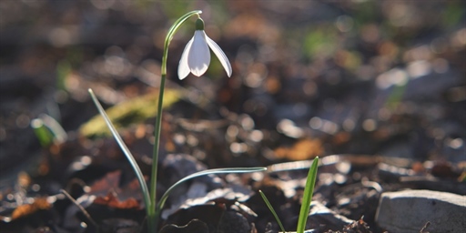 Nightly arm64 syslog-ng container builds are now available