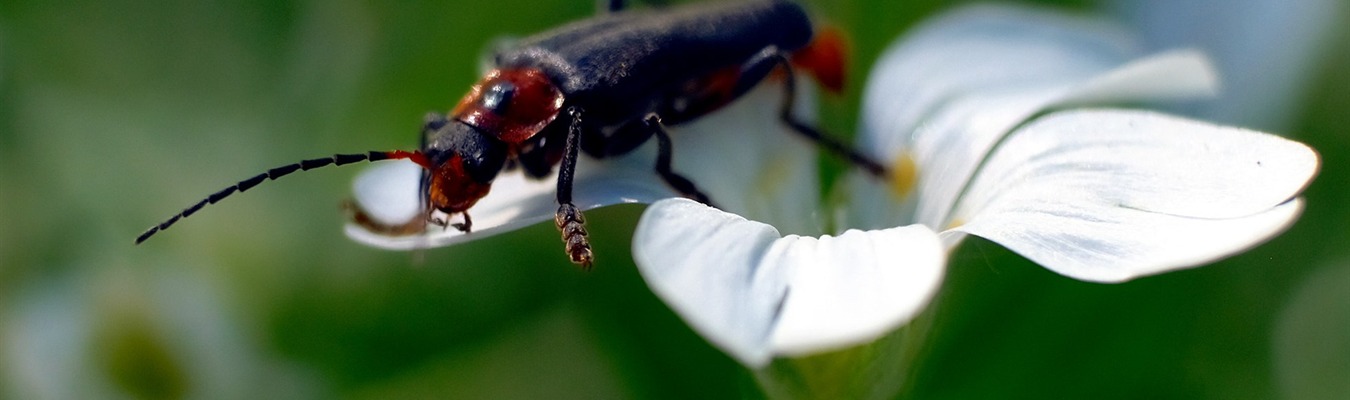 Alerting on sudo events using syslog-ng