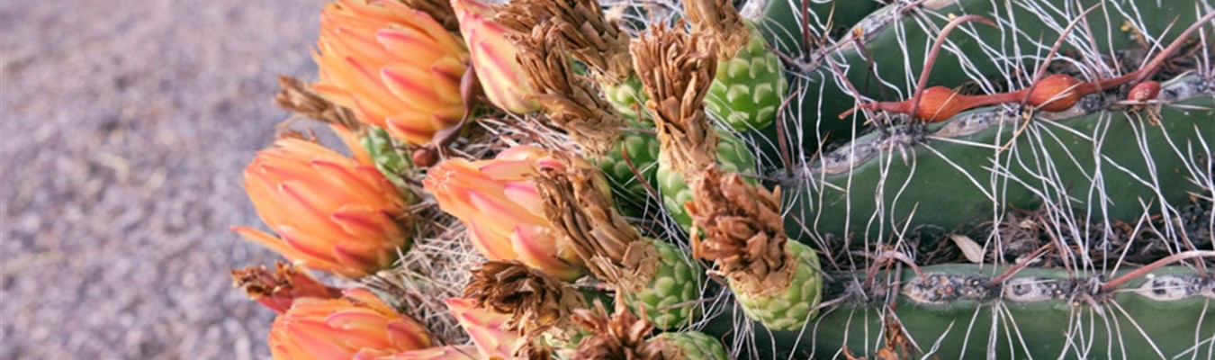 syslog-ng in two words at One Identity UNITE: reduce and simplify