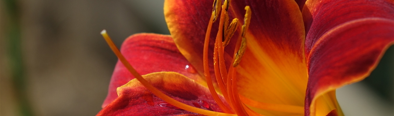 Insider 2020-03: syslog-ng-stable; macOS; BastilleBSD;