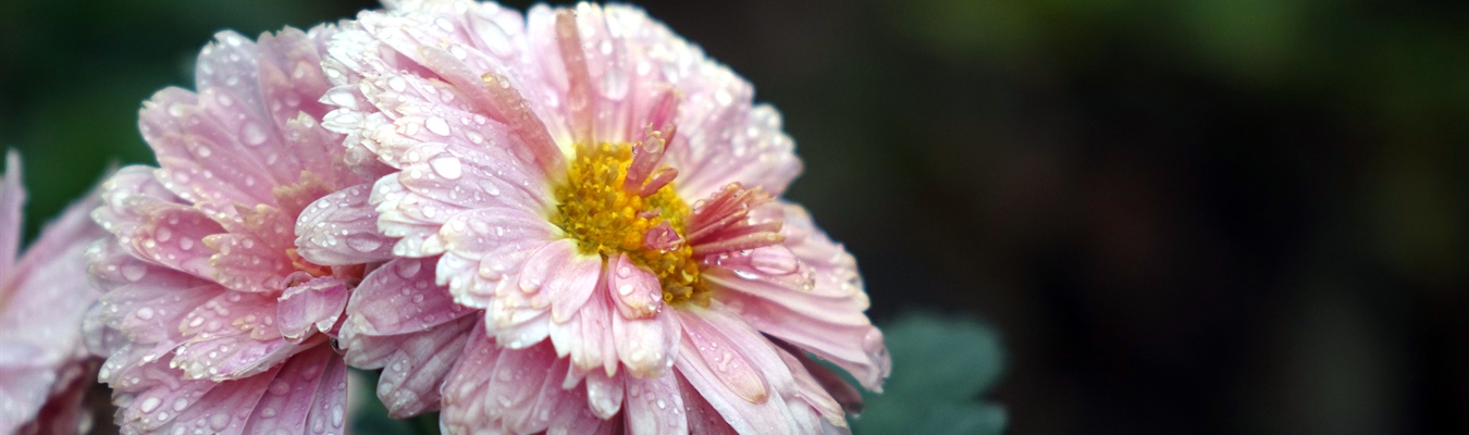 Insider 2019-01: central server; survey; SNMP; Slack; Conferences &amp; Webinars