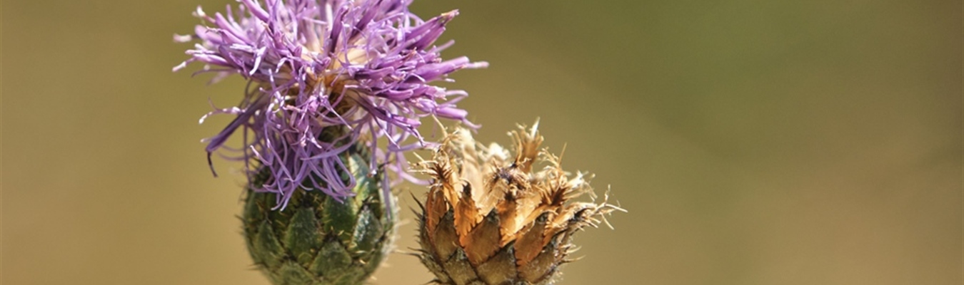 Installing syslog-ng 4.9.0 on FreeBSD