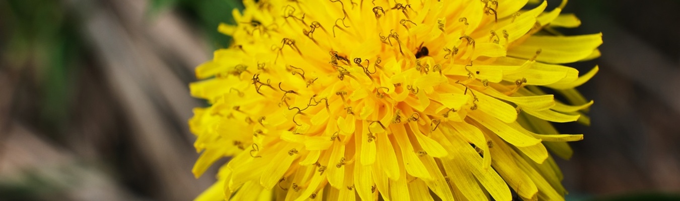 Insider 2019-04: Tetris; Docker; Podman; python-fetcher