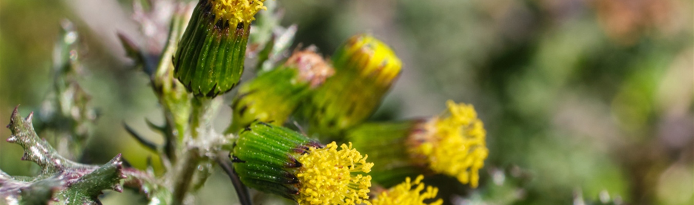 Changes in technologies supported by syslog-ng: Python 2, CentOS 6 & Co.