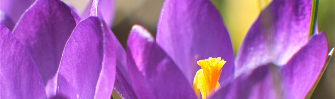 Rocky Linux, AlmaLinux, CentOS & syslog-ng