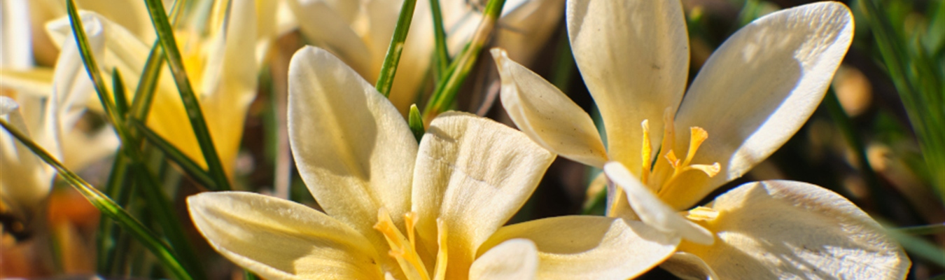 The syslog-ng insider 2021-05: 3.32; Fortigate; Windows event collector; FreeBSD; Pi;