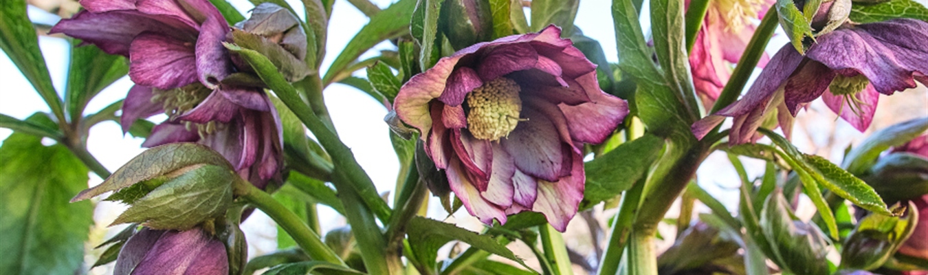 MongoDB support improved in syslog-ng 3.32