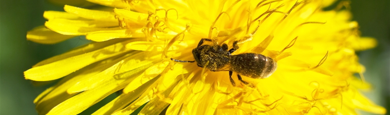 Running syslog-ng in BastilleBSD