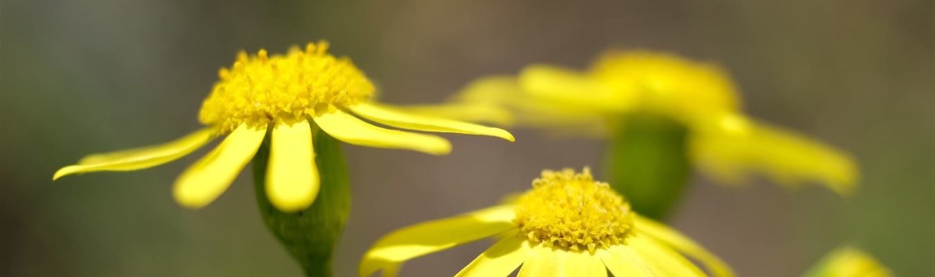 What syslog-ng relays are good for