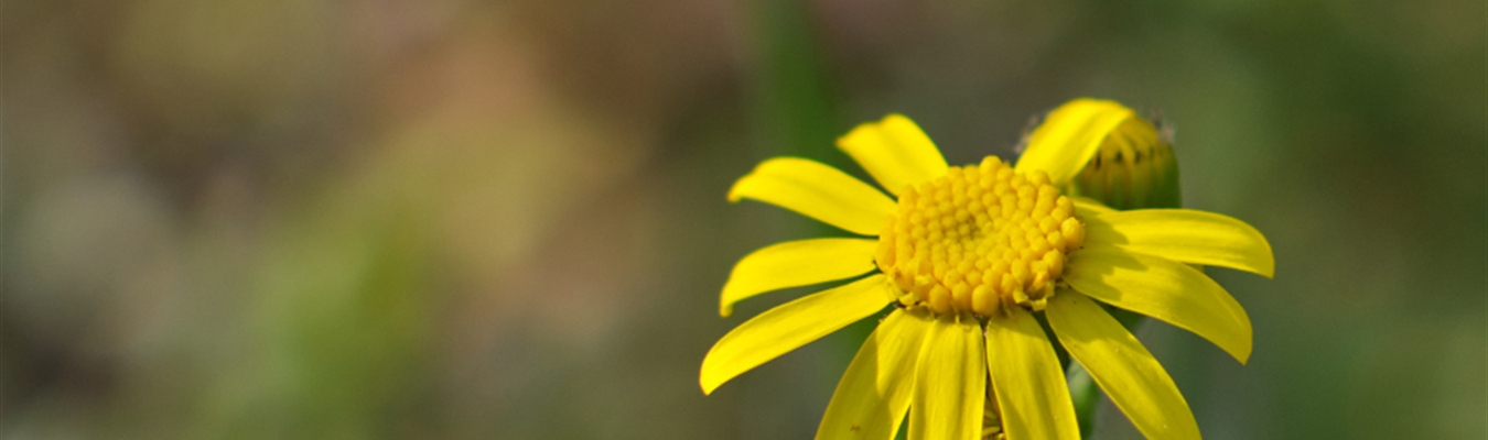 The syslog-ng Insider 2021-06: Alerting; EoL technologies; Google Summer of Code;