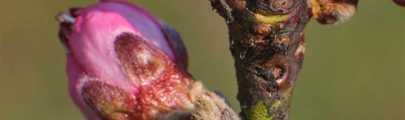 Insider 2021-07: Alerting; CentOS alternatives; MongoDB;