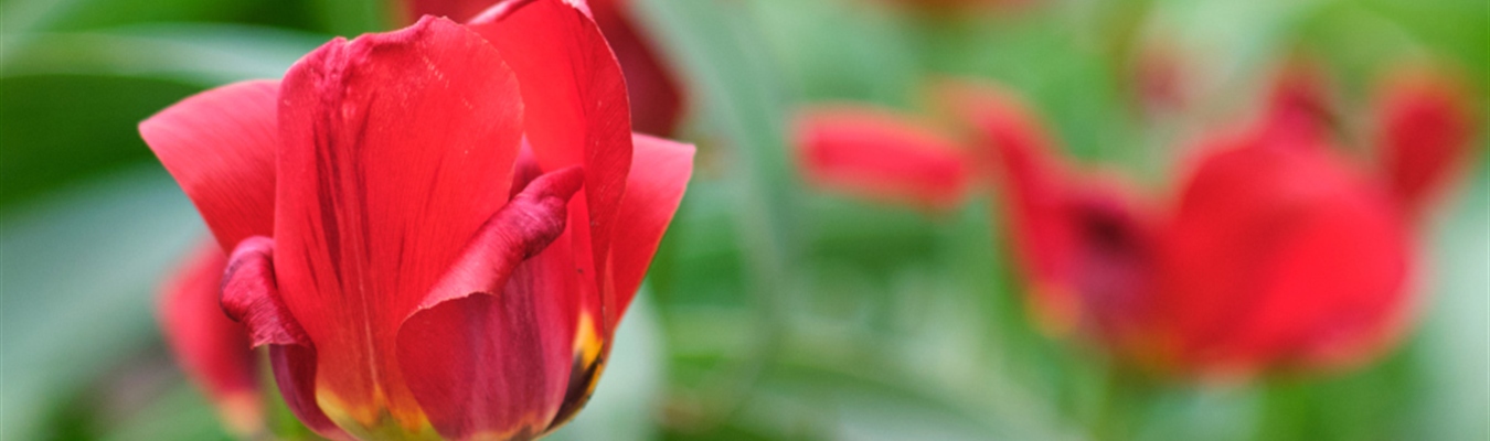 Sending logs from syslog-ng store box to Splunk