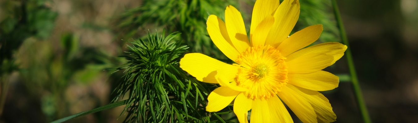 syslog-ng is coming to Red Hat Summit