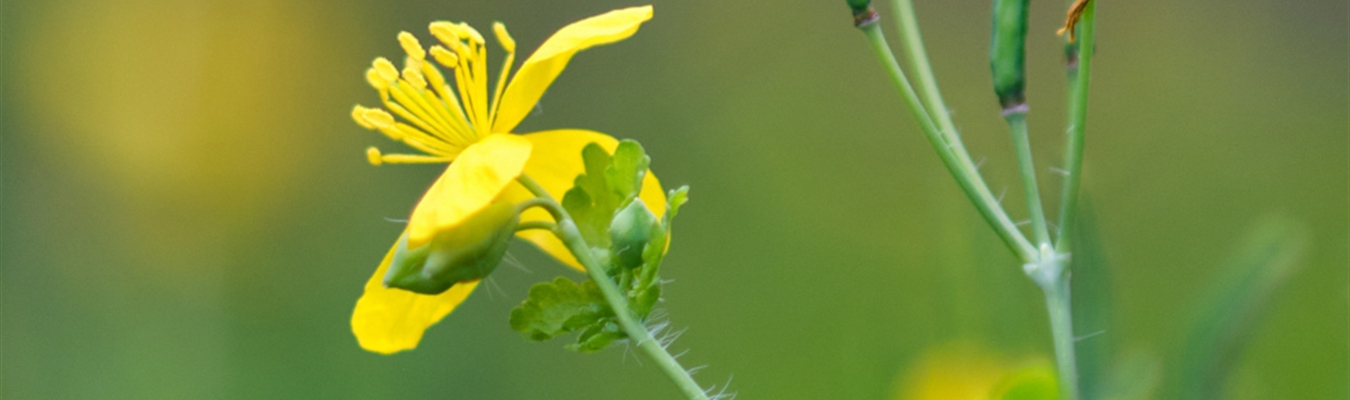 Syslog-ng on MacOS Monterey