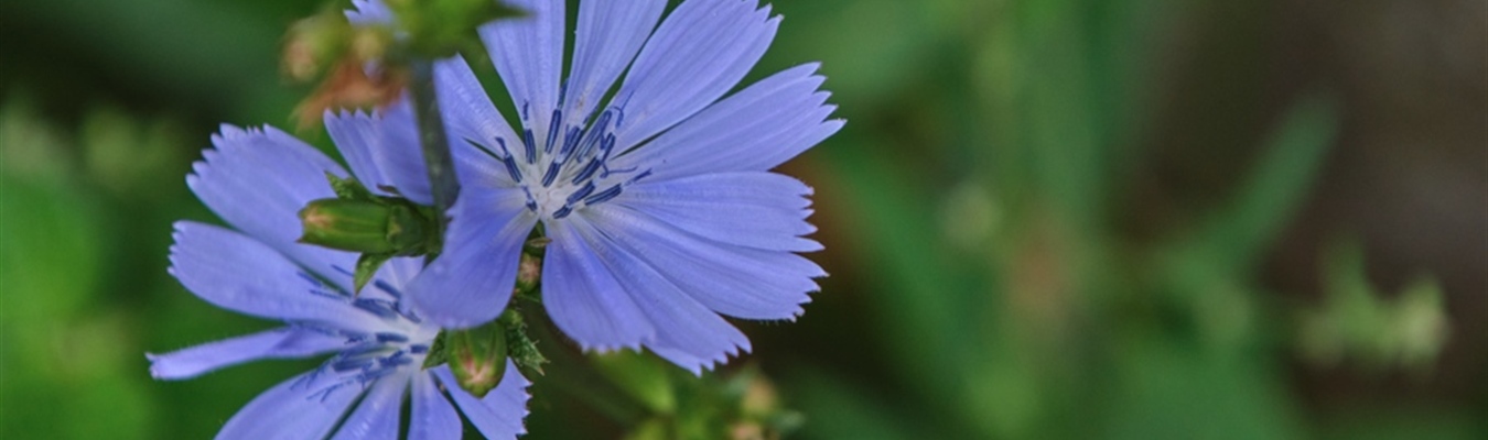 Nightly syslog-ng RPM packages for RHEL & Co.