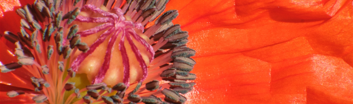 Another use for the syslog-ng elasticsearch-http destination: Zinc