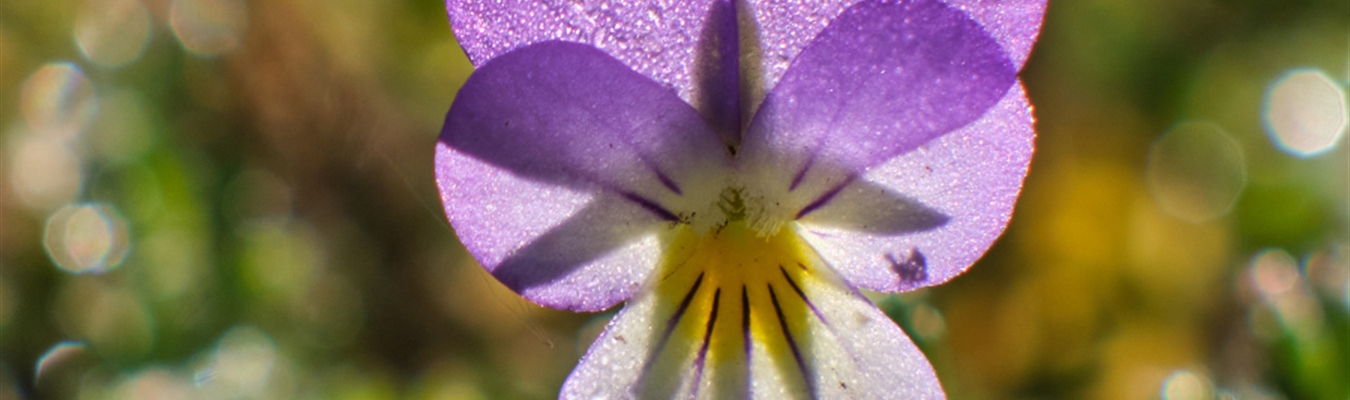 Working with JSON logs from sudo in syslog-ng