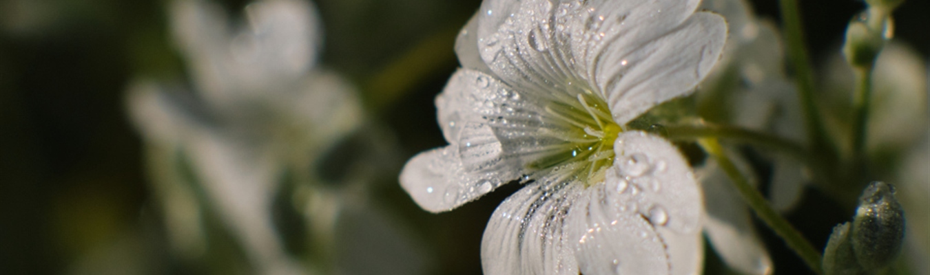 Elasticsearch 8 and syslog-ng