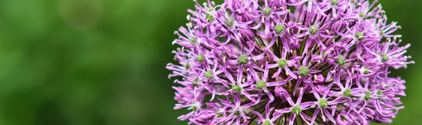 A minimalist syslog-ng package is heading to EPEL 9