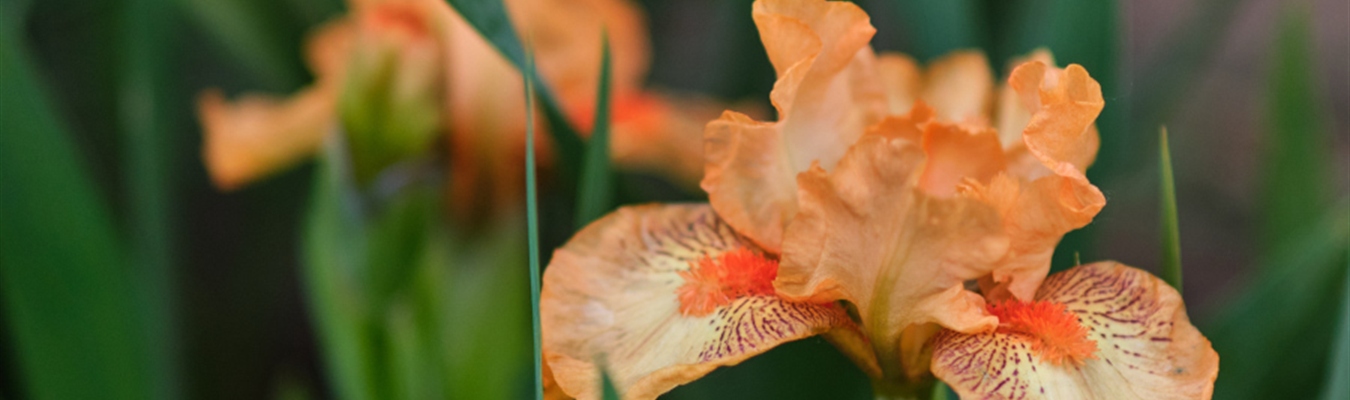 Using the regexp-parser of syslog-ng