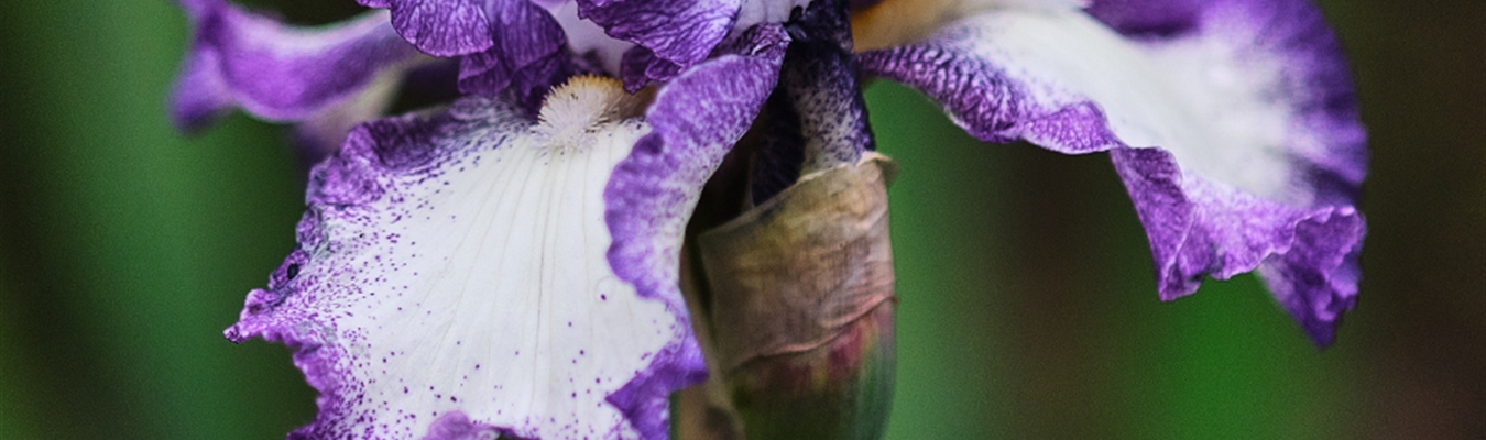 Analyzing Apache HTTPD logs in syslog-ng