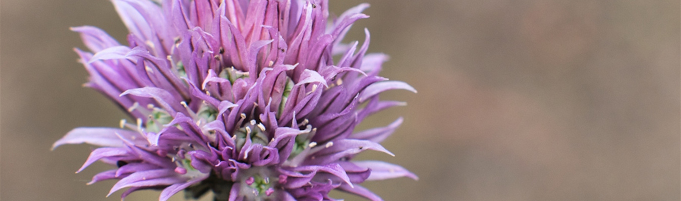 When (not) to use the syslog-ng disk-buffer