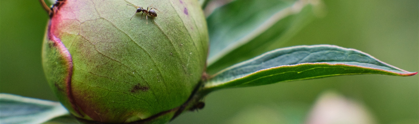 Why is my syslog-ng disk-buffer file so huge even when it is empty?