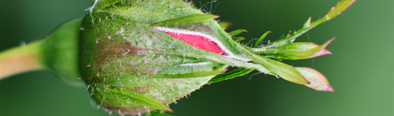 Nightly syslog-ng builds for Debian and Ubuntu