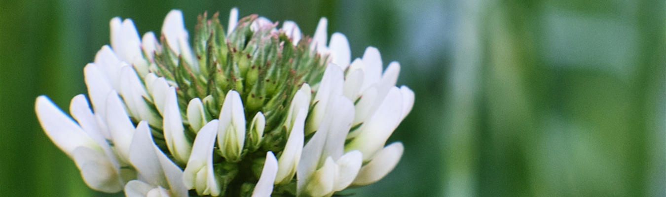 The syslog-ng Insider 2022-06: RHEL 9; disk-buffer; Microsoft Linux;