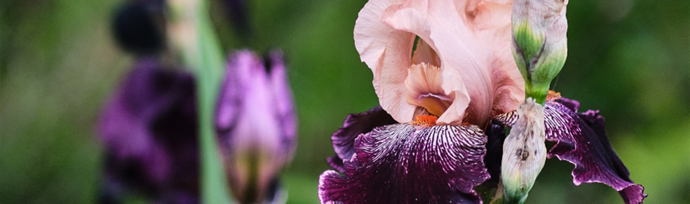 A quick test of MongoDB 6.0 with syslog-ng