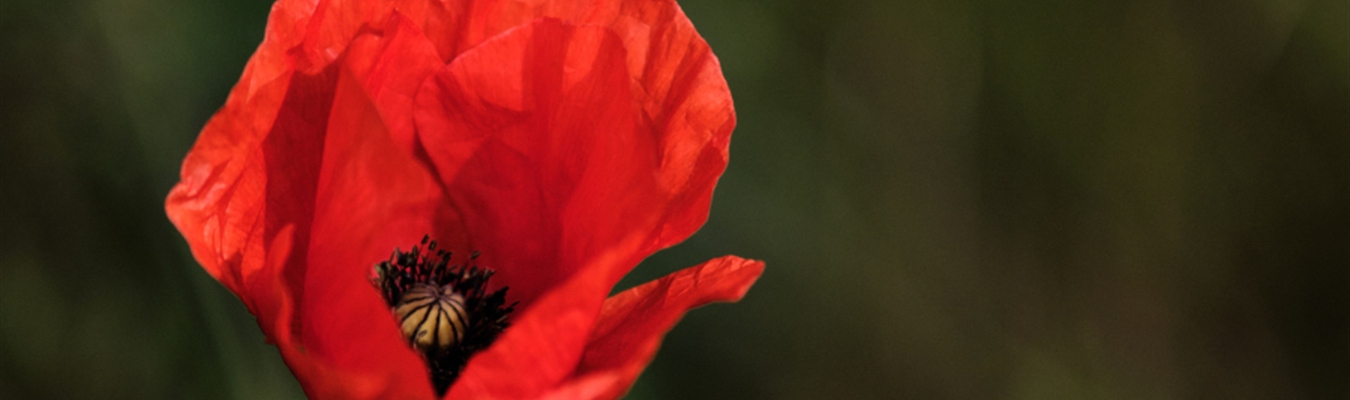 Vmware Photon OS 4.0: an interesting syslog-ng package