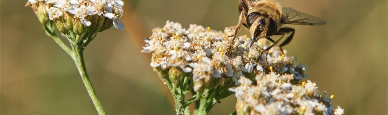 Syslog-ng release packages for RHEL &amp; Co.