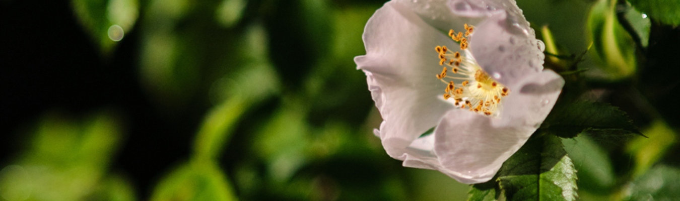 Testing syslog-ng 4.0