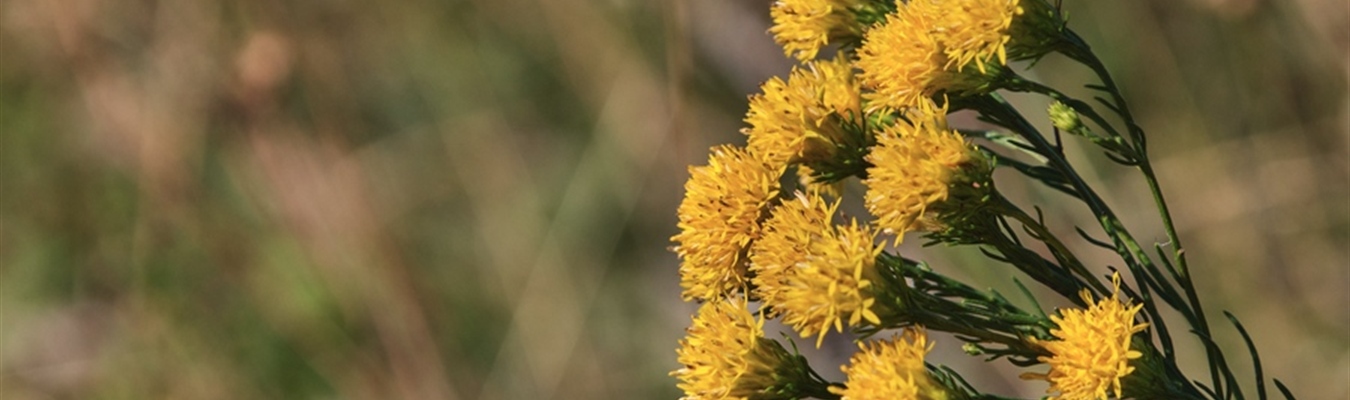 How to test the syslog-ng Kafka source by building the package yourself?