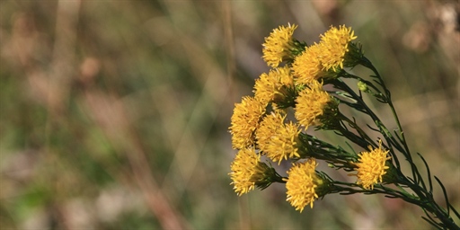 How to test the syslog-ng Kafka source by building the package yourself?