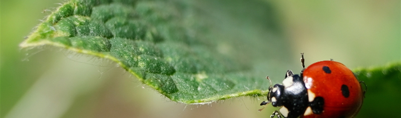 Building blocks of syslog-ng