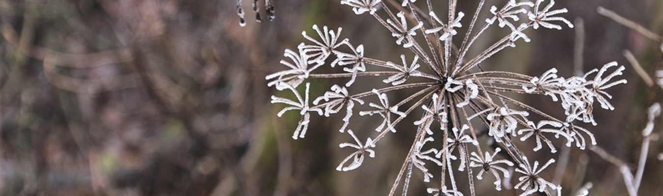 Using OpenSearch data streams in syslog-ng