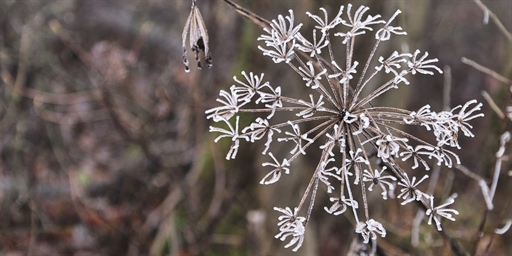 Using OpenSearch data streams in syslog-ng