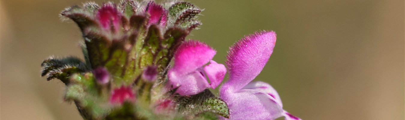 The syslog-ng Insider 2022-06: 3.37; hardware; Apache; disk-buffer;