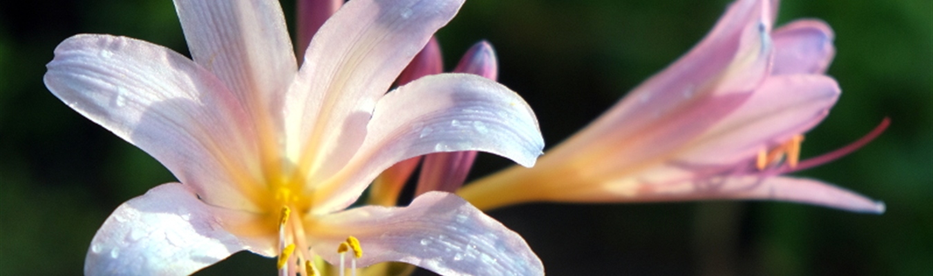 Set up Kibana 7 for syslog-ng & GeoIP