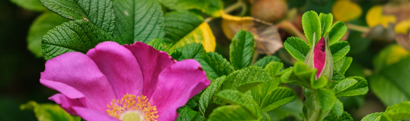 Compressing HTTP traffic in syslog-ng