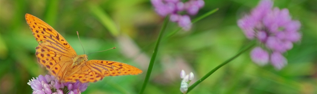 Insider 2019-09: syslog-ng basics; relays; NGINX; Tic-Tac-Toe; sudo; Elastic stack 7; GitHub;