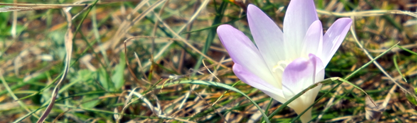 Handling lists in syslog-ng: the in-list() filter