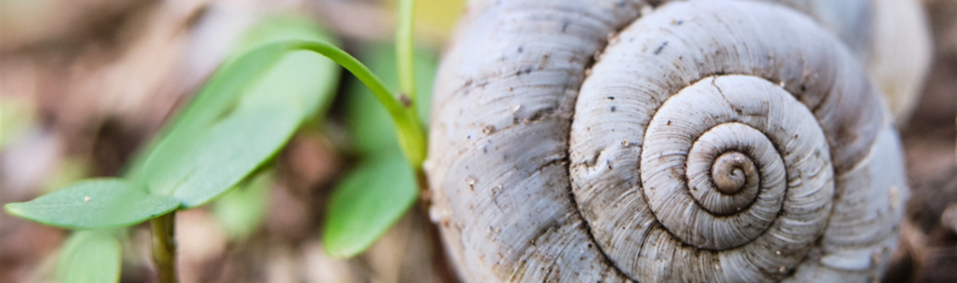 Insider 2019-11: logging to Elasticsearch; PE 6 to 7 upgrade; Elastic 7; in-list(); off-line deb; Splunk conf;