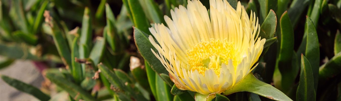 Multi-line-timeout: making sure your last multi-line message is not lost