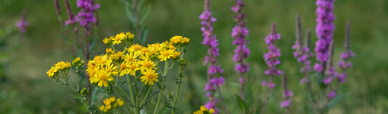 Developing a syslog-ng configuration