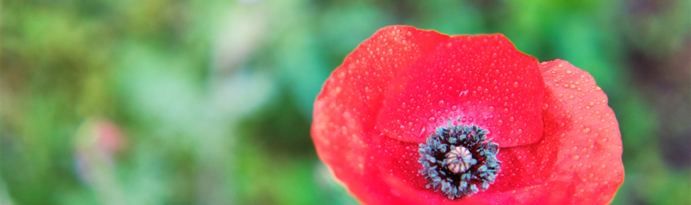 syslog-ng Prometheus exporter